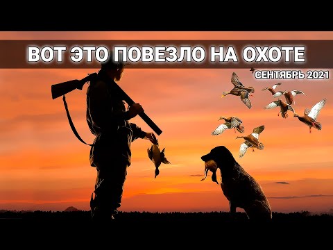 Видео: УТКИ со ВСЕХ СТОРОН на ОХОТЕ с СОБАКОЙ. Слабонервным НЕ СМОТРЕТЬ.