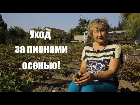 Видео: Пионы. Уход за садовыми цветами осенью! / Сад Ворошиловой