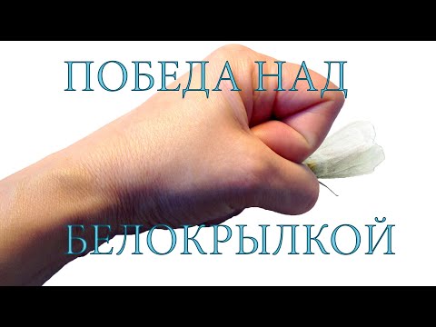 Видео: Как избавиться от белокрылки дома и на даче?