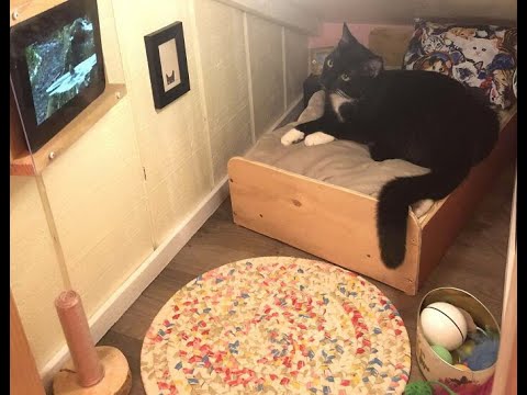 Видео: 😺 Люкс для кота! 🐈 Подборка смешных видео котов, котят и собак! 😻