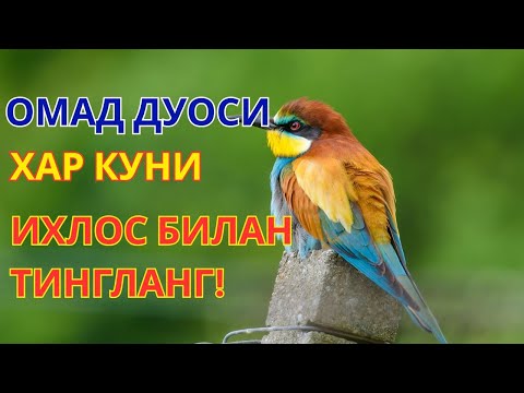 Видео: Қабр азобидан даф бўлиш учун ҳар кеча ухлашдан олдин сурa Мулкни ўқинг – у азобдан муҳофаза қилади