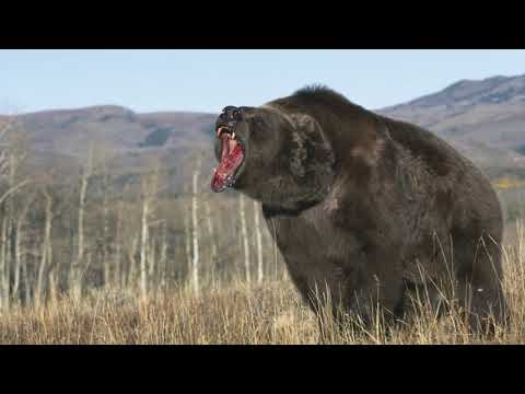 Видео: Рискуя жизнью, медведица пришла к людям неся в зубах какой-то сверток
