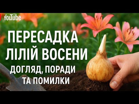 Видео: Пересадка лілій восени — як правильно пересадити, поради та помилки садівників