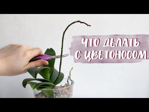 Видео: ОРХИДЕЯ ОТЦВЕЛА. Что дальше? ПОДРЕЗКА ЦВЕТОНОСА и дальнейший уход