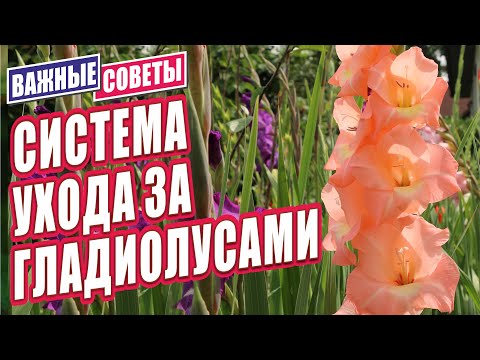 Видео: СИСТЕМА УХОДА ЗА ГЛАДИОЛУСАМИ. ВАЖНЫЕ СОВЕТЫ ДЛЯ ОТЛИЧНОГО РЕЗУЛЬТАТА.