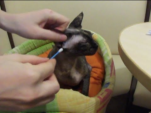 Видео: Чистка ушей сфинкс чистим уши. clean the ears Sphinx