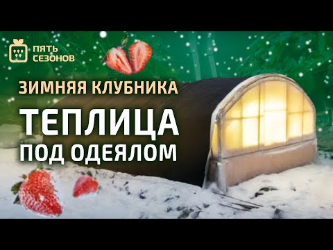 Видео: Зимняя клубника в Томске // Теплица под одеялом