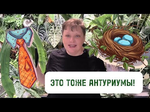 Видео: Неделя антуриумов. АНТУРИУМЫ, НЕ ПОХОЖИЕ НА АНТУРИУМЫ. 