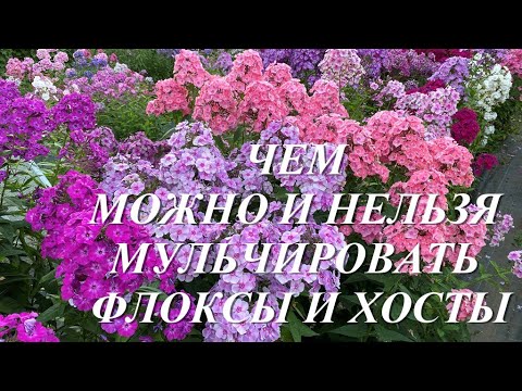 Видео: Чем можно и нельзя мульчировать хосты и флоксы, а также пару слов о фундазоле.