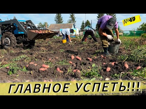 Видео: Картошка не сдается. Сможем ли мы её выкопать!? Жизнь и будни в Омской деревне.