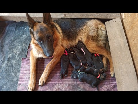 Видео: Рождение щенков немецкой овчарки | Первые дни жизни щенков