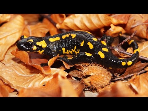Видео: Резерват Конгура / Kongura Reserve