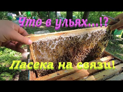 Видео: ✅ Что в ульях после липы..!? Смотрю второй и третий корпус! Посека на связи! #ПЧЕЛОВОДСТВО7