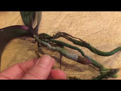 Видео: Стоит ли вам попробовать выращивание орхидей в воде и что нужно знать, если вы это сделаете.