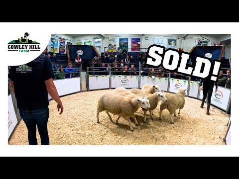 Видео: САМАЯ БОЛЬШАЯ РАСПРОДАЖА ГОДА, КАРЛАЙЛ