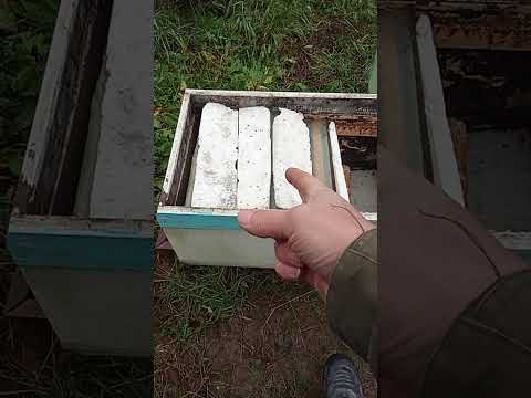 Видео: ПРИКОЛ С МАТКОЙ. 31.10.25