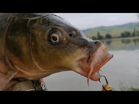 Видео: РЫБАЛКА - ЖЕСТЬ!! Лютый ливень!! Хороший клёв. #ловлясазана #карпфишинг