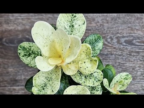 Видео: Адениум Малиновые мечты😍 Сеянец, выращенный из семян. Цветет малиновыми цветами.