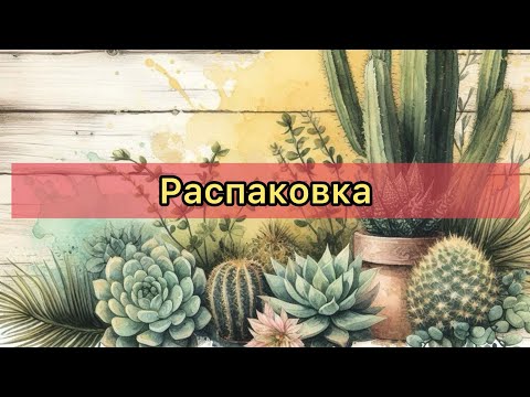Видео: Суккуленты. Распаковка посылки #echeveria #succulent