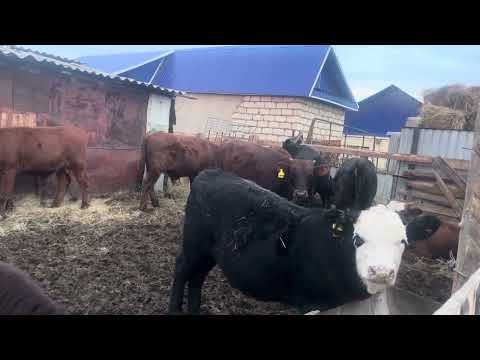 Видео: Бычки 2025 года
