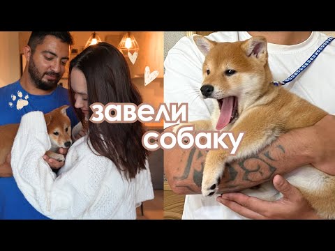 Видео: МЫ ЗАВЕЛИ СОБАКУ | месяц с щенком сиба-ину