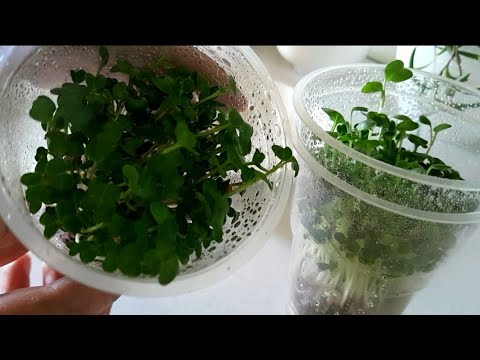 Видео: Microgreens on the window without watering and soil. Микрозелень на окне без полива и грунта