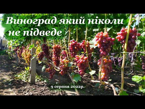 Видео: Виноград який ніколи не підведе.