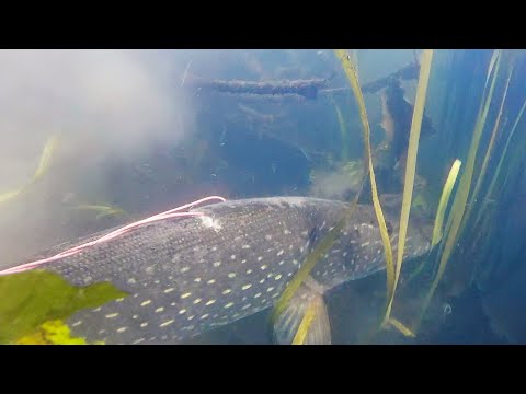 Видео: Подводная охота 2019-2020 "ОЗЕРО". ГИГАНТСКИЕ Щуки которых НЕ ПРОБИТЬ ГАРПУНОМ. Супер Трофеи