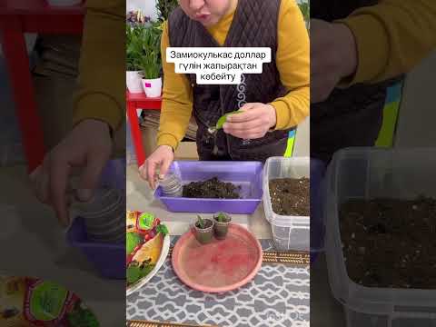 Видео: Замиокулькас доллар гүлін жапырақтан көбейту