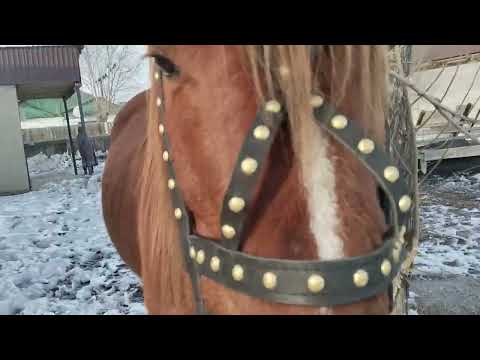 Видео: Жылқыны үйге әкелдім, Жабағы сатылды#жабағы#айғыр #байтал #байге