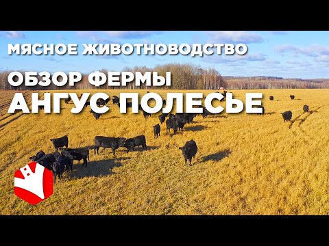 Видео: Обзор фермы | Развитие фермерского хозяйства | Мясное животноводство