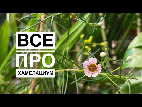 Видео: Хамелациум (chamelaucium): укоренение, сложности ухода и цветение