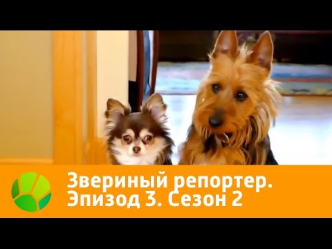 Видео: Звериный репортер. Эпизод 3. Сезон 2 | Живая Планета