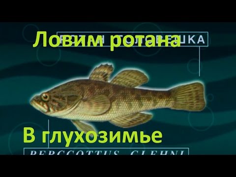 Видео: Диалоги о рыбалке -124- Ловим ротана в глухозимье.