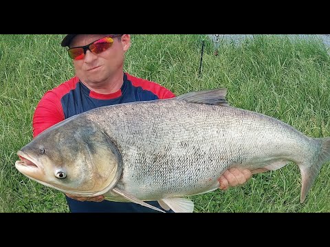 Видео: Квадрокоптер знов у справі. Лов Трофейного товстолобика.