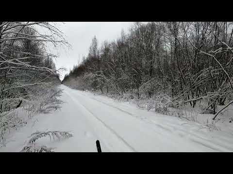 Видео: Охота с Добычем на беляка.  09. 01. 2024.  Заяц кукурузник.