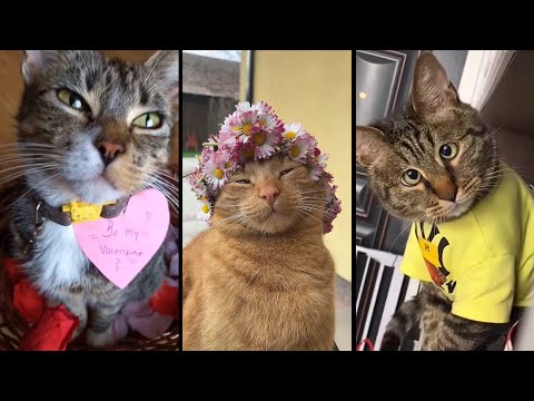 Видео: Funny and cute CATS 🐱Videos🔶 Сompilation # 36🔶