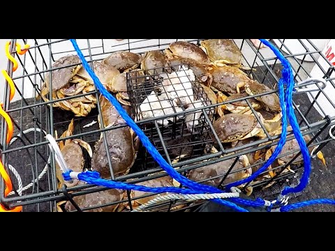 Видео: Как ловить больших крабов. Орегонский крабовый промысел в Келлис Марина