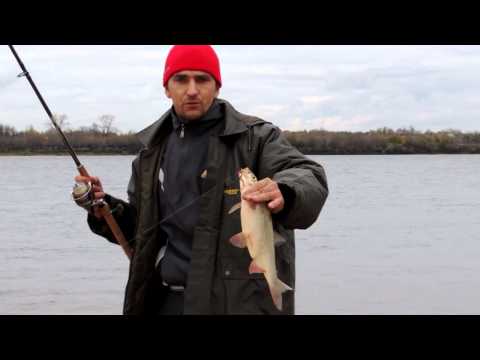 Видео: Фидер. Волга. Плетёнка против монофила