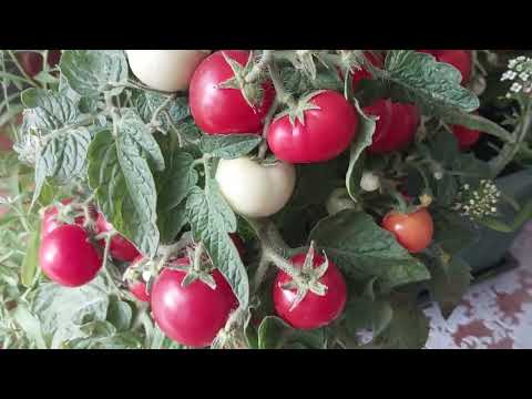 Видео: Мини-помидорки плюс Алиссум 🍅🌿🍅\ Mini-tomatos & Alissum