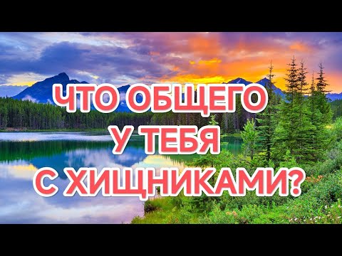 Видео: 12.09.2025   ЧТО ОБЩЕГО У ТЕБЯ С ХИЩНИКАМИ?