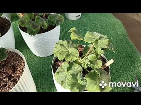 Видео: ДВА ВАРИАНТА ПЕЛАРГОНИИ ТА ИСТОРИЯ ЛЮБВИ В СРАВНЕНИИ