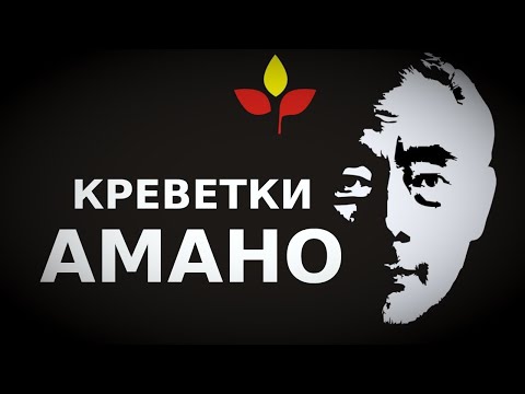 Видео: Креветки Амано заНедорого ➕ адаптация тараканов ➕ совет по содержанию