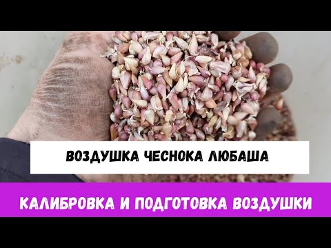 Видео: ВОЗДУШКА ЧЕСНОКА ЛЮБАША. КАК ПОДГОТОВИТЬ ВОЗДУШКУ К ПОСАДКЕ. ЧИСТКА КАЛИБРОВКА.