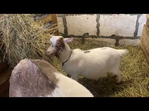 Видео: Сколько Камерунок заменяют одну большую козу?)
