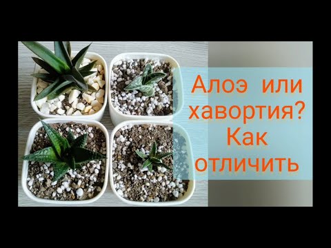 Видео: Как отличить хавортию от алоэ?