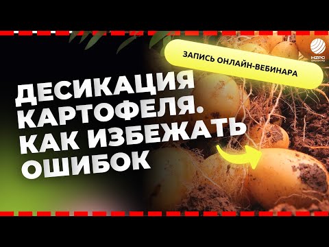 Видео: Десикация картофеля. Как избежать ошибок?