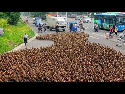 Видео: Такого Никто Не Ожидал! Случаи С Животными 1 на Миллион Снятые на Камеру