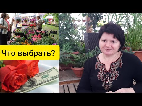Видео: Цветочный БИЗНЕС: холодный РАСЧЕТ или УДОВОЛЬСТВИЕ?