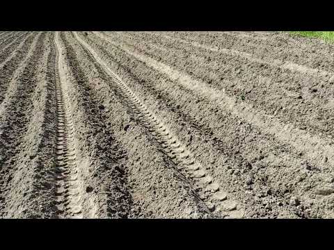 Видео: Посадка картофеля. 28.05.2023.